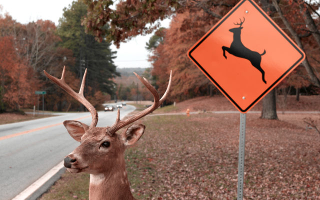 Watch for deer on the roads and highways
