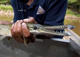 Conservation Commission Gives Initial Approval for Changes on Hogs, Coyotes, Fox, Alligator Gar & Quail