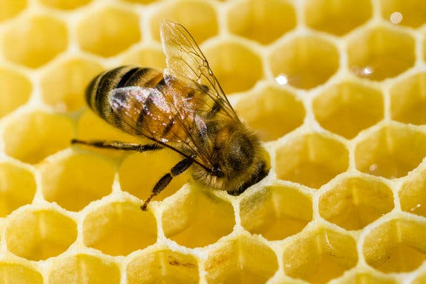 Parkland Beekeeper Association Meets Every Month