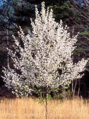 Missouri Department of Conservation Helping with Removal of Dangerous Pear Trees
