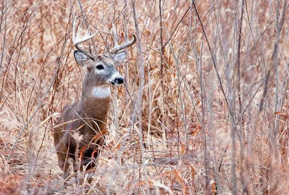 Final Numbers for Alternative Deer Season in Missouri