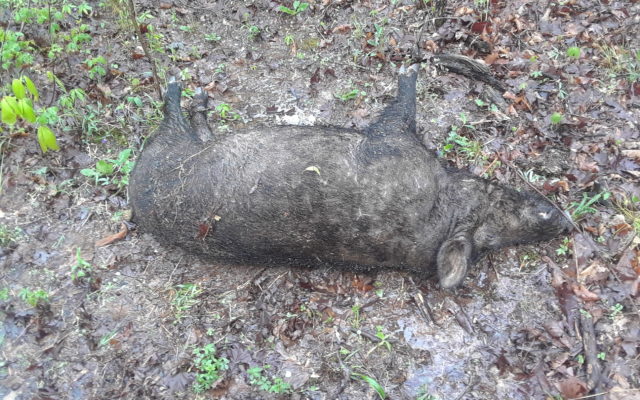 Feral Hog Hunting Now Banned on Federal & State Land in Missouri