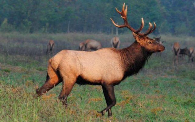 Beware of the Wandering Elk in Missouri