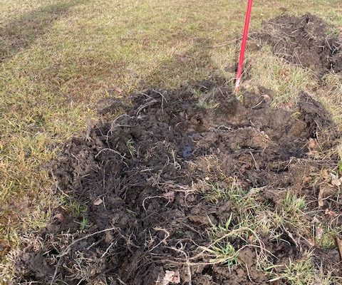 Feral Hogs Damaging Viburnum Golf Course