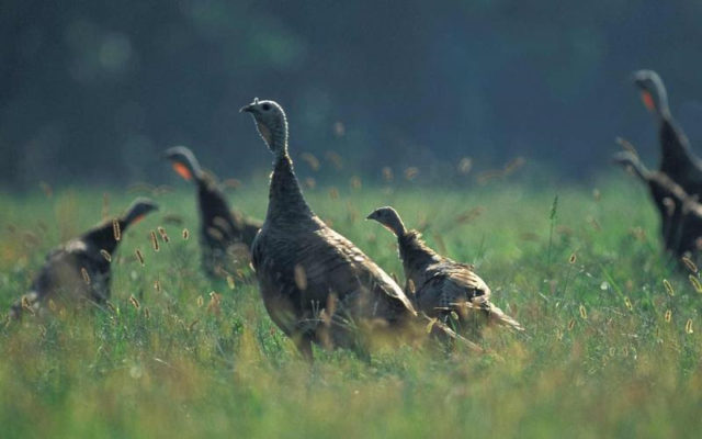Conservation Department to Host Wild Turkey Live Webcast