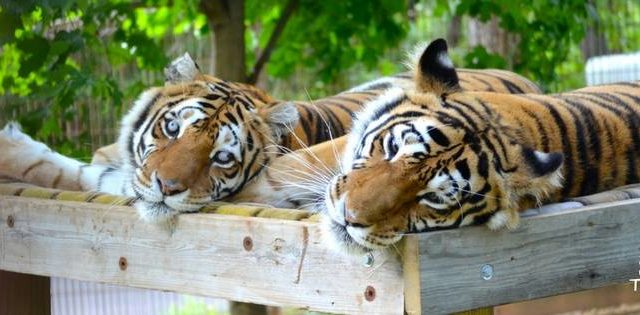 International Tiger Day at Ste. Genevieve Sanctuary