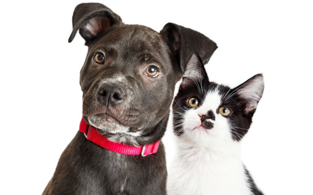 Farmington Pet Adoption Center Appreciates Volunteers