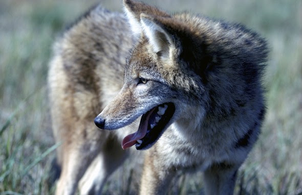 Changes Made for Coyote & Feral Hog Hunting in Missouri