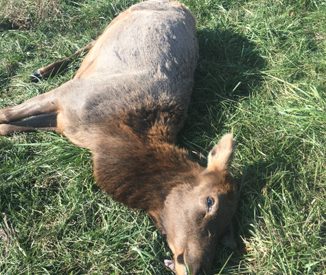Female Elk Poacher Charged