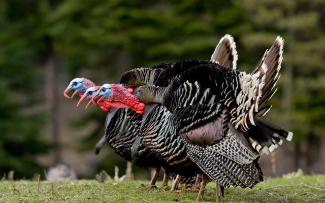 Mid-Season Spring Turkey Hunt Update