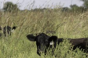 Cattle Rustling Attempt Near Davisville in Southern Crawford County