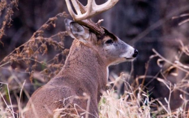 Firearms Deer Season Starts Saturday in the Show-Me State