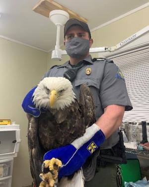Bald Eagle Shot in Washington County Dies