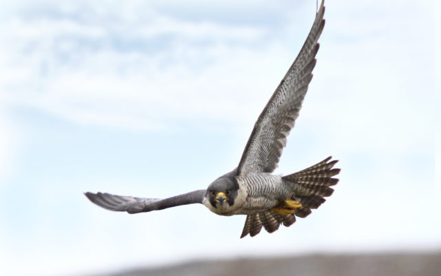 Peregrine Falcon Expected to be Removed from Missouri’s Endangered List