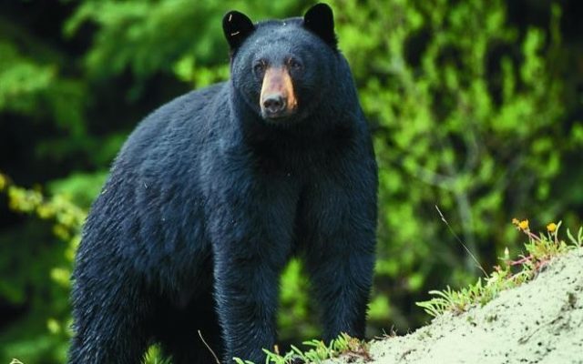 Bear Sightings in Jefferson and Surrounding Counties