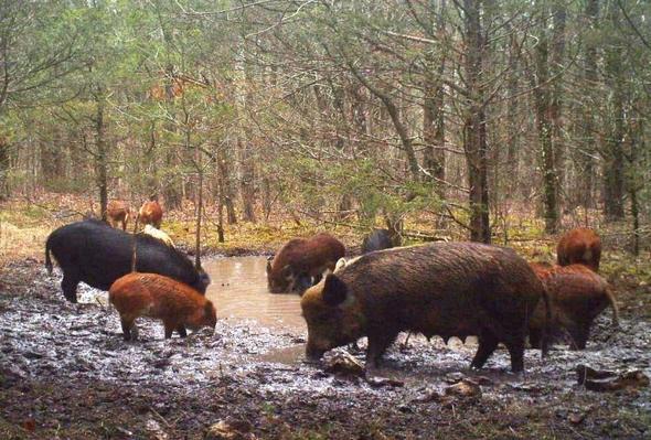 Feral Hog Legislation Passes Out of House with Two Weeks to Go in Session