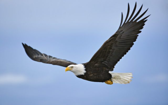 See Eagles at Lake Wappapello Saturday