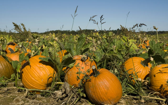 Reuther Ford in Herculaneum invites everyone to Payton and Dakota’s Great Pumpkin Patch this Saturday