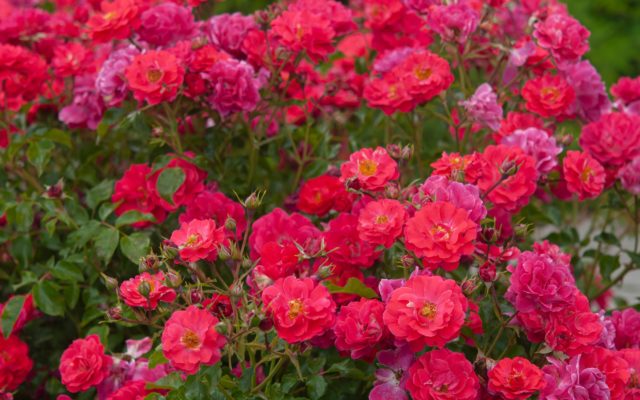 Japanese Beetles in Your Roses? Here is What To Do.