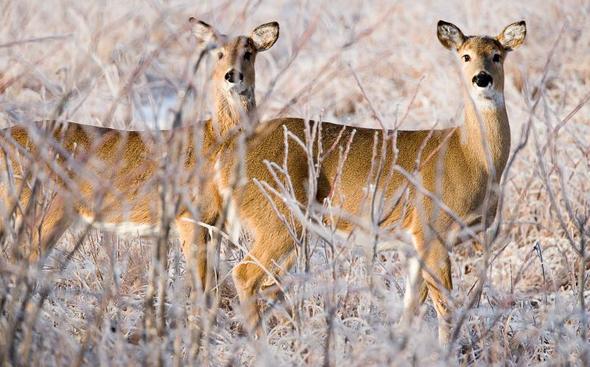 St. Francois State Park To Close To Public A Few Days For Managed Deer Hunt