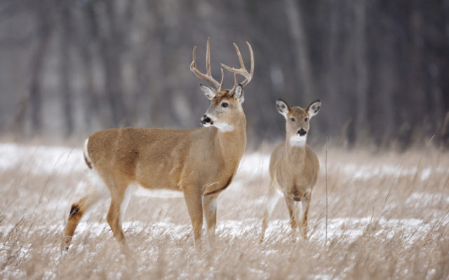 CWD Zone Deer Hunting Totals