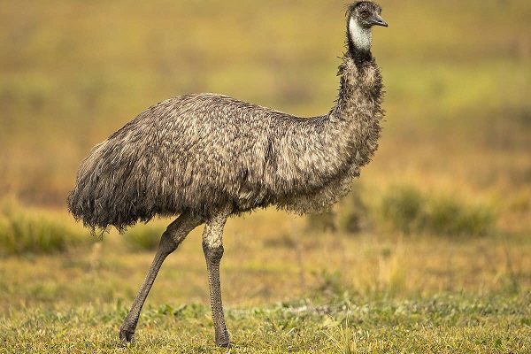 DeSoto police handles loose emu call
