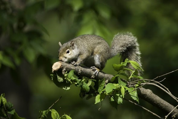 Squirrel Just One of Several Hunting Seasons Now Underway in Missouri