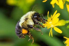 Plight of the Bumblebee Coming to Farmington