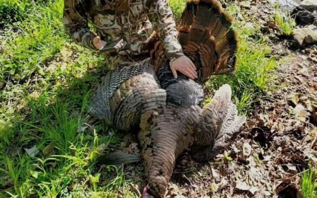 Missouri Spring Turkey Hunting Numbers up from a Year Ago