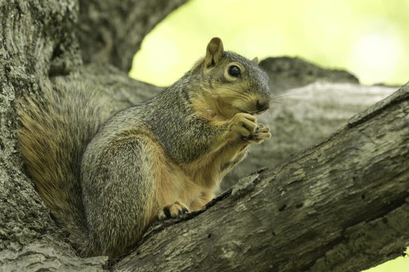 Squirrel Hunting Season Begins Saturday, May 27th