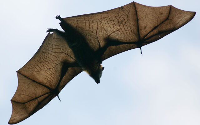 Bat sightings reported in the Jefferson County Courthouse
