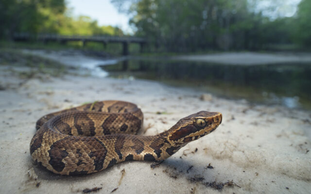 Snakes Saturday at Lake Wappapello