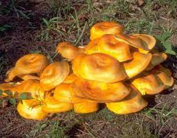 Fall Mushrooms Are Popping in Iron County