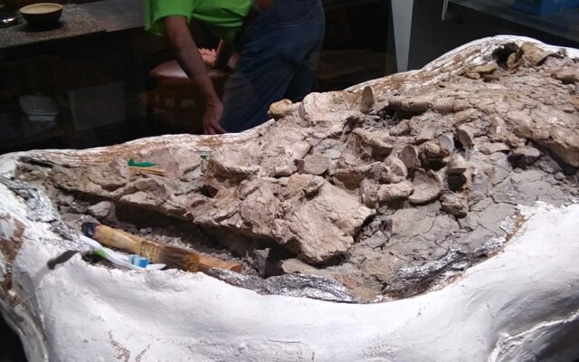 Watch Missouri Dinosaur Work In-Person at New Museum in Ste. Geneiveve