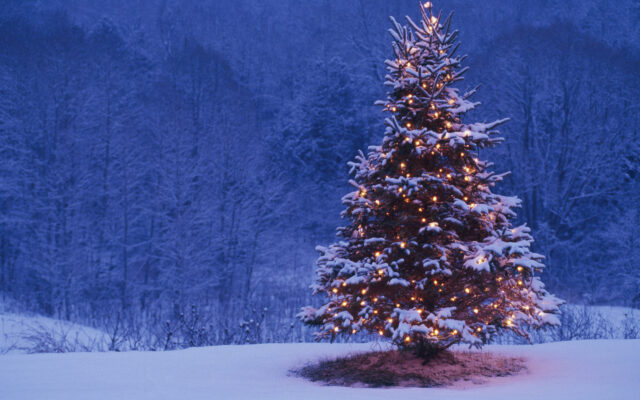 Jefferson County Parks & Recreation Christmas Tree Recycling program returns later this month