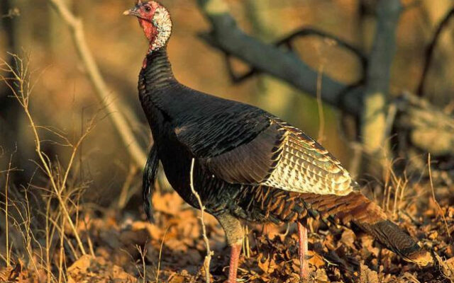 Missouri Department of Conservation Releases Turkey Hunting Numbers