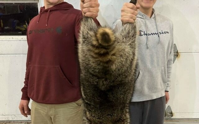 Brothers Harvest A Record Breaking Raccoon in Missouri