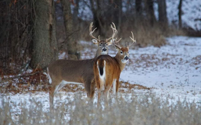 Local County Numbers for Alternative Deer Hunt