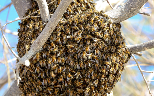 Parkland Beekeepers Association to Host Beekeeper Class in Park Hills
