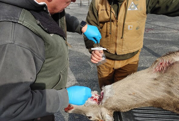First Deer Discovered in St. Francois County with Chronic Wasting Disease