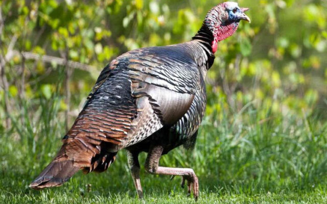 Missouri Spring Turkey Hunting Season Begins Monday