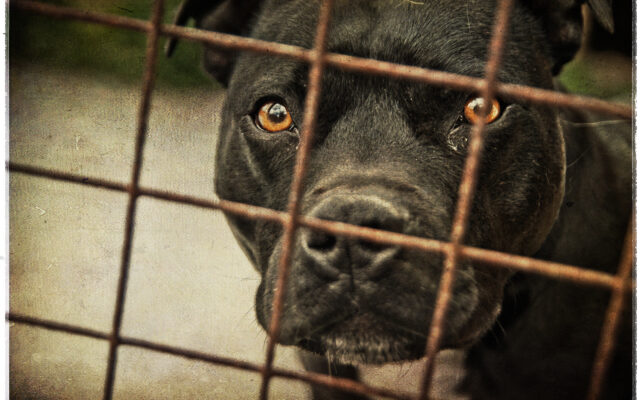 Missouri Continues to Lead Country in Puppy Mills