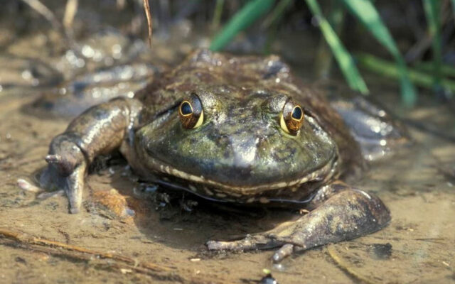 Missouri Frogging Season Starts This Weekend
