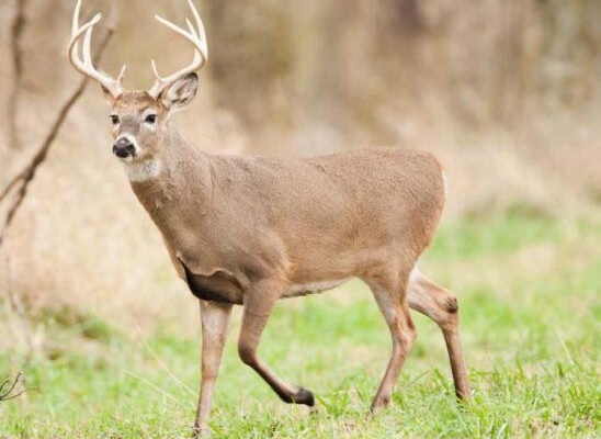 Local Numbers for Alternative Deer Hunt in Missouri