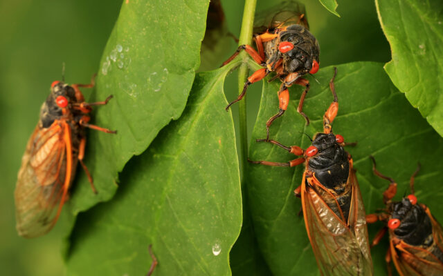 Cicada Mania to Soon To Hit Missouri